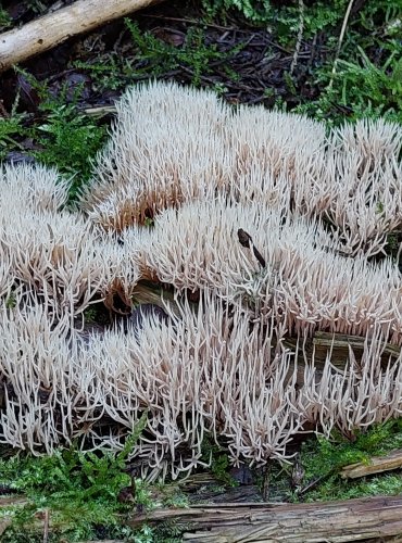 ŠTĚTINÁČEK BĚLAVÝ (Pterula multifida) zapsán v Červeném seznamu hub (makromycetů) České republiky v kategorii EN – ohrožený druh, FOTO: Marta Knauerová, 2022