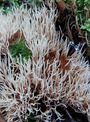 ŠTĚTINÁČEK BĚLAVÝ (Pterula multifida) zapsán v Červeném seznamu hub (makromycetů) České republiky v kategorii EN – ohrožený druh, FOTO: Marta Knauerová, 2022