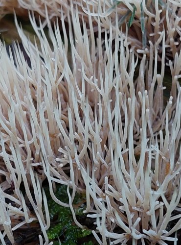 ŠTĚTINÁČEK BĚLAVÝ (Pterula multifida) zapsán v Červeném seznamu hub (makromycetů) České republiky v kategorii EN – ohrožený druh, FOTO: Marta Knauerová, 2022