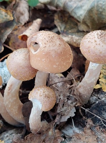 VÁCLAVKA SEVERSKÁ (Armillaria borealis) FOTO: Marta Knauerová, 2022