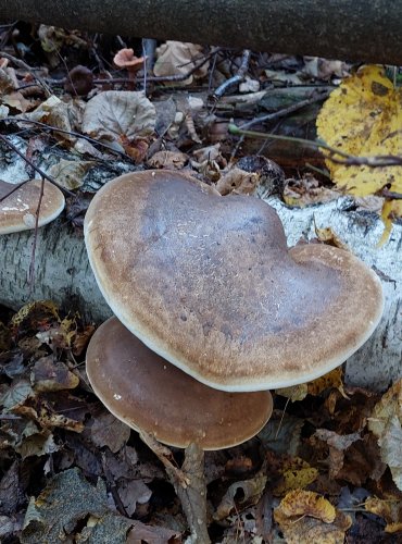 BŘEZOVNÍK OBECNÝ (Piptoporus betulinus) FOTO: Marta Knauerová, 2022