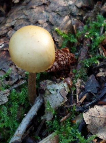 ČEPIČATKA JEHLIČNANOVÁ (Galerina marginata) FOTO: Marta Knauerová, 2022