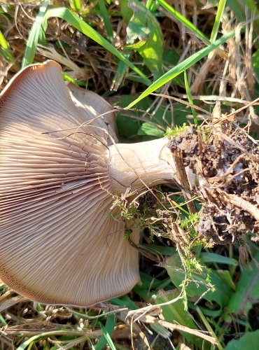 ČIRŮVKA ZAMLŽENÁ (Lepista panaeolus) FOTO: Marta Knauerová, 2022