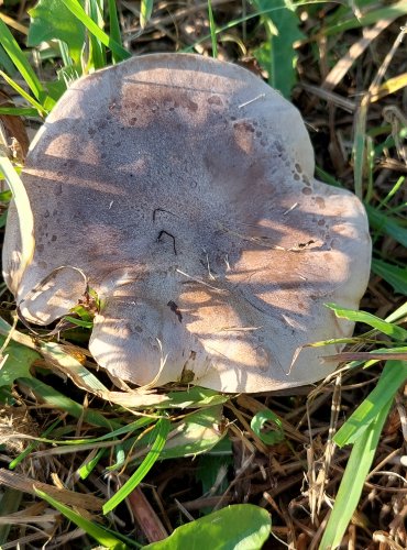 ČIRŮVKA ZAMLŽENÁ (Lepista panaeolus) FOTO: Marta Knauerová, 2022