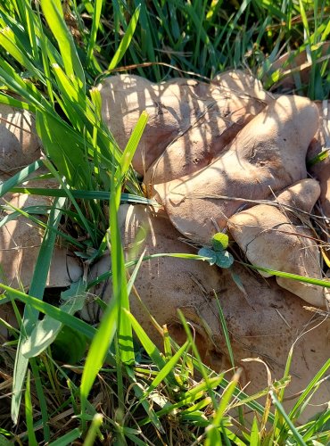 ČIRŮVKA ZAMLŽENÁ (Lepista panaeolus) FOTO: Marta Knauerová, 2022