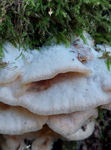 DŘEVOKAZ ROSOLOVITÝ (Phlebia tremellosa) FOTO: Marta Knauerová, 2022