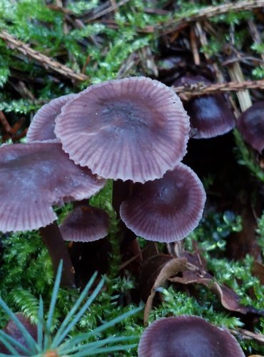 HELMOVKA ŘEDKVIČKOVÁ (Mycena pura) FOTO: Marta Knauerová, 2022