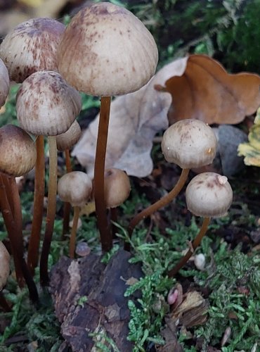 HELMOVKA LEPONOHÁ (Mycena inclinata) FOTO: Marta Knauerová, 2022