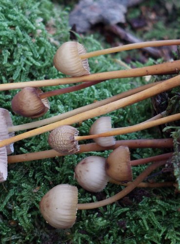 HELMOVKA LEPONOHÁ (Mycena inclinata) FOTO: Marta Knauerová, 2022