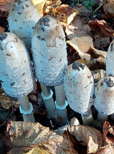 HNOJNÍK OBECNÝ (Coprinus comatus) FOTO: Marta Knauerová, 2022