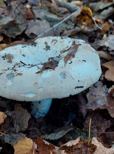 HOLUBINKA AKVAMARÍNOVÁ (Russula CHLOROIDES) FOTO: Marta Knauerová, 2022