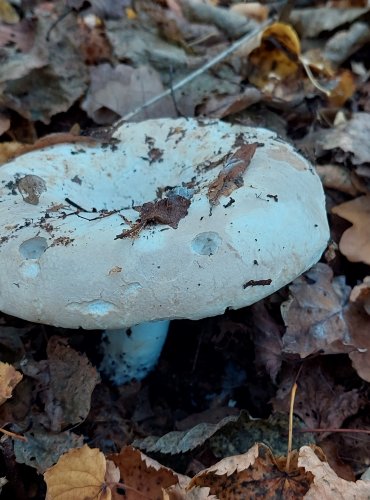 HOLUBINKA AKVAMARÍNOVÁ (Russula chloroides) FOTO: Marta Knauerová, 2022