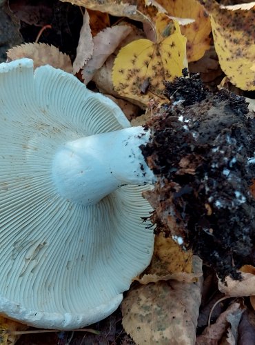 HOLUBINKA AKVAMARÍNOVÁ (Russula CHLOROIDES) FOTO: Marta Knauerová, 2022