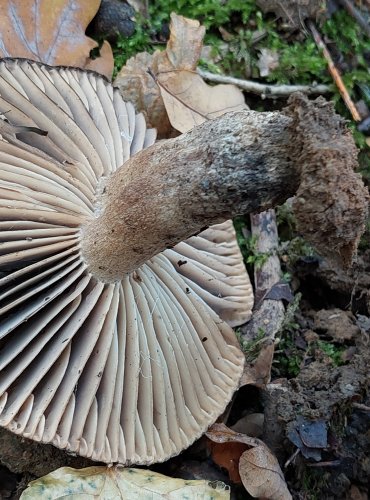 HOLUBINKA ČERNAJÍCÍ (Russula nigricans) FOTO: Marta Knauerová, 2022