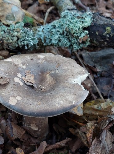 HOLUBINKA ČERNAJÍCÍ (Russula nigricans) FOTO: Marta Knauerová, 2022