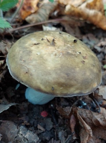 HOLUBINKA ČERNONACHOVÁ (Russula atropurpurea) FOTO: Marta Knauerová, 2022