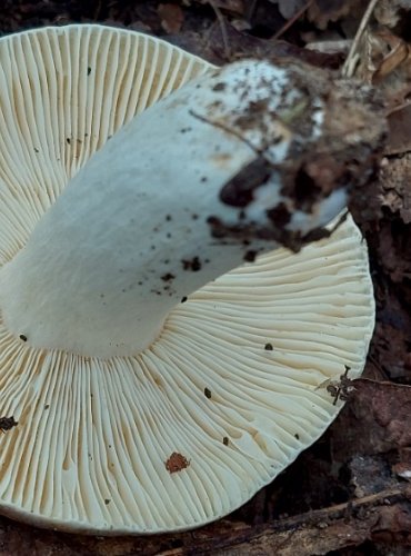 HOLUBINKA ČERNONACHOVÁ (Russula atropurpurea) FOTO: Marta Knauerová, 2022