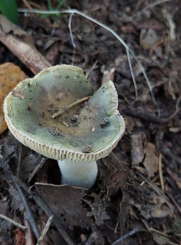 HOLUBINKA FIALOVOZELENÁ (Russula ionochlora) FOTO: Marta Knauerová