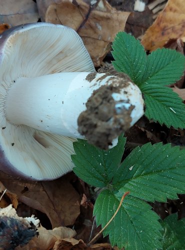 HOLUBINKA NAMODRALÁ (Russula cyanoxantha) FOTO: Marta Knauerová,2022