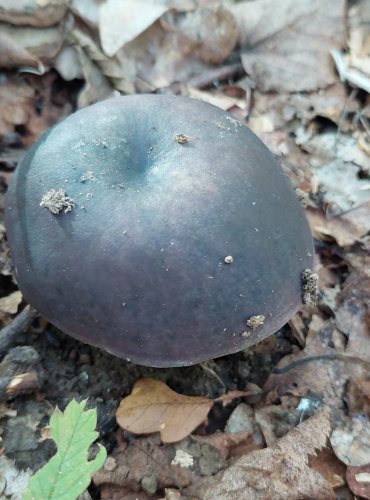 HOLUBINKA NAMODRALÁ (Russula cyanoxantha) FOTO: Marta Knauerová,2022