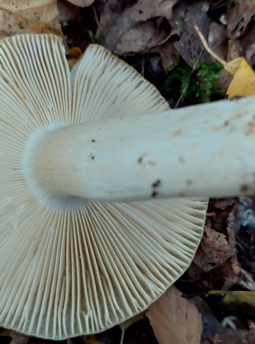 HOLUBINKA PRUŽNÁ (Russula farinipes) FOTO: Marta Knauerová