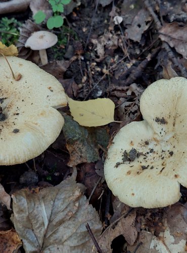 HOLUBINKA PRUŽNÁ (Russula farinipes) FOTO: Marta Knauerová