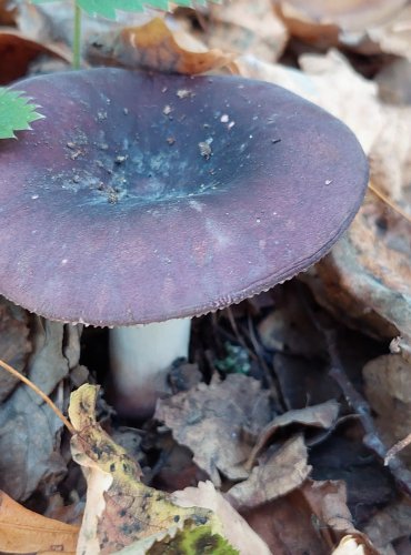 HOLUBINKA SAMETOVÁ (Russula amoenoides) FOTO: Marta Knauerová