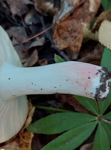 HOLUBINKA SAMETOVÁ (Russula amoenoides) FOTO: Marta Knauerová