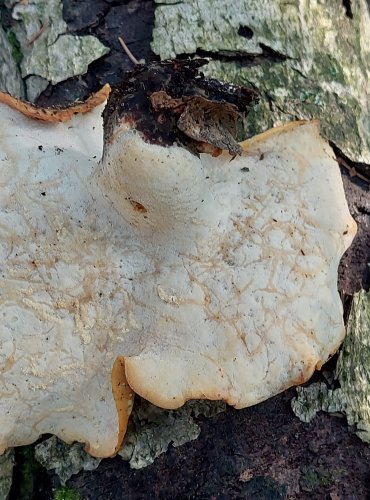 CHOROŠ SMOLONOHÝ (Polyporus badius) FOTO: Marta Knauerová, 2022