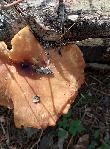 CHOROŠ SMOLONOHÝ (Polyporus badius) FOTO: Marta Knauerová, 2022