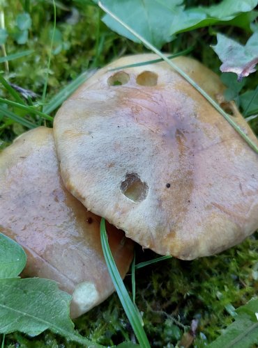 KLOUZEK BRESADOLŮV (Suillus bresadolae) FOTO: Marta Knauerová, 2022