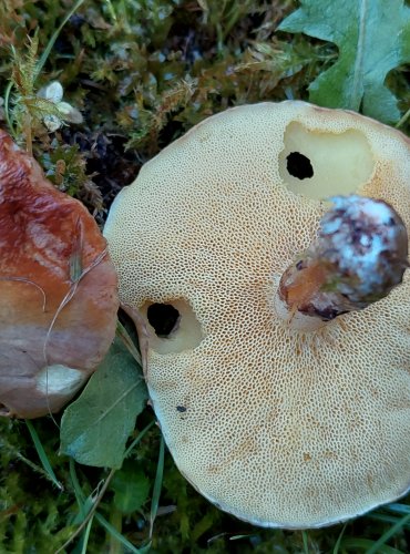 KLOUZEK BRESADOLŮV (Suillus bresadolae) FOTO: Marta Knauerová, 2022