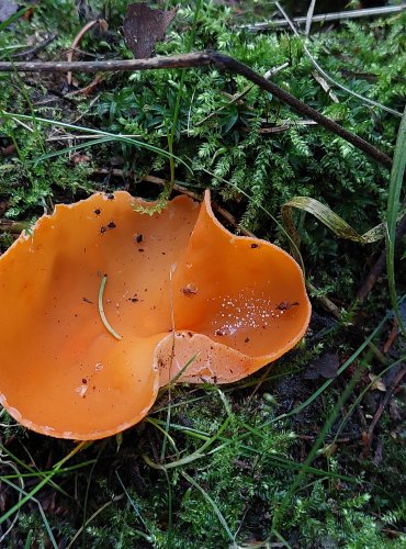 MÍSENKA ORANŽOVÁ (Aleuria aurantia) zapsána v Červeném seznamu hub (makromycetů) České republiky v kategorii NT – téměř ohrožený druh FOTO: Marta Knauerová, 2022