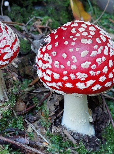 MUCHOMŮRKA ČERVENÁ (Amanita muscaria) FOTO: Marta Knauerová