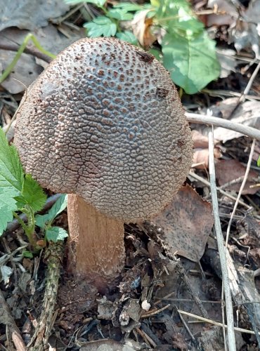 MUCHOMŮRKA RŮŽOVKA (Amanita rubescens) FOTO: Marta Knauerová, 2022