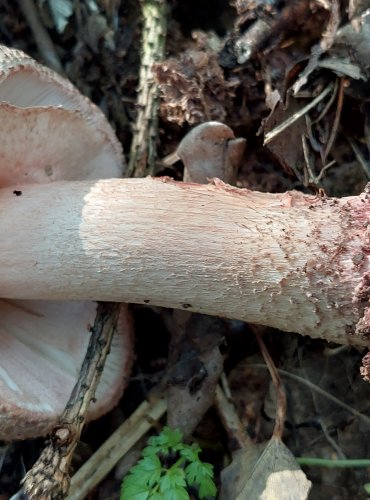 MUCHOMŮRKA RŮŽOVKA (Amanita rubescens) FOTO: Marta Knauerová, 2022