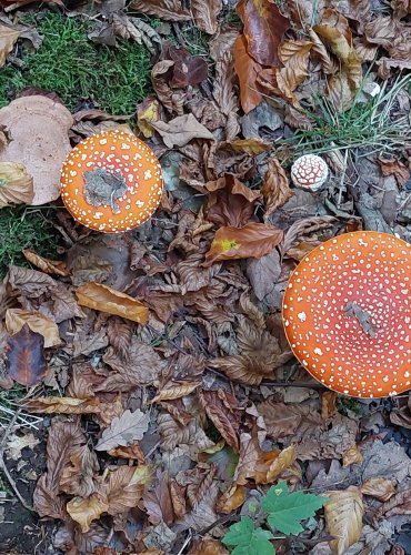 MUCHOMŮRKA ČERVENÁ (Amanita muscaria) FOTO: Marta Knauerová