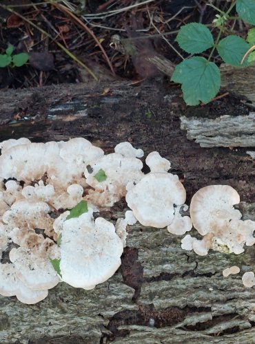 OUTKOVKA HRBATÁ (Trametes gibbosa) FOTO: Marta Knauerová, 2022 