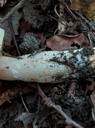 PAVUČINEC BLEDAVÝ (Cortinarius argutus) FOTO: Marta Knauerová, 2022