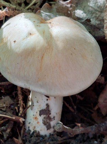 PAVUČINEC BLEDAVÝ (Cortinarius argutus) FOTO: Marta Knauerová, 2022