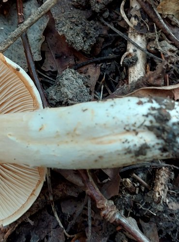 PAVUČINEC BLEDAVÝ (Cortinarius argutus) FOTO: Marta Knauerová, 2022