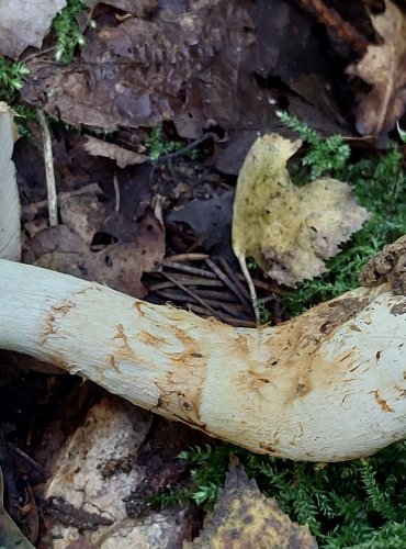 PAVUČINEC ZLATÝ (Pavučinec vítězný) Cortinarius triumphans, FOTO: Marta Knauerová, 2022