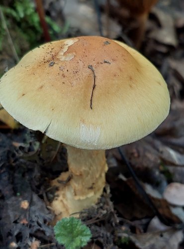 PAVUČINEC ZLATÝ (Pavučinec vítězný) Cortinarius triumphans, FOTO: Marta Knauerová, 2022