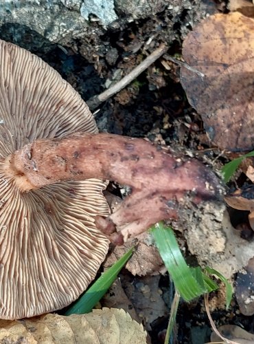 RYZEC DUBOVÝ (Lactarius quietus) FOTO: Marta Knauerová, 2022