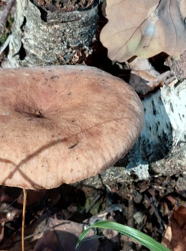 RYZEC DUBOVÝ (Lactarius quietus) FOTO: Marta Knauerová, 2022