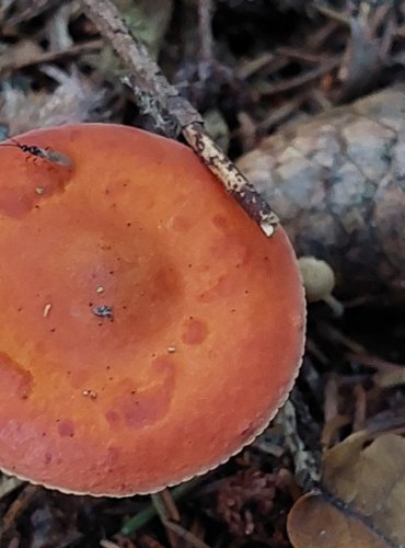 RYZEC ORANŽOVÝ (Lactarius aurantiacus) FOTO: Marta Knauerová, 2022