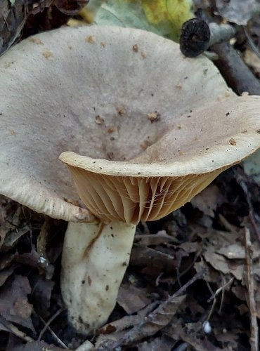 RYZEC PALČIVÝ (Lactarius pyrogalus) FOTO: Marta Knauerová, 2022