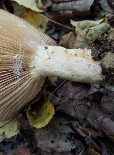 RYZEC PALČIVÝ (Lactarius pyrogalus) FOTO: Marta Knauerová, 2022