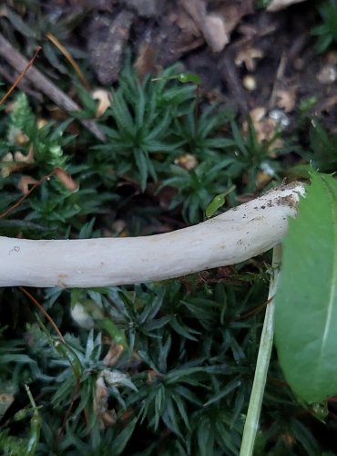 RYZEC VONNÝ (Lactarius glyciosmus) FOTO: Marta Knauerová, 2022