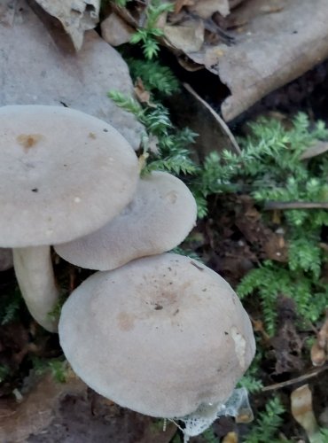 RYZEC VONNÝ (Lactarius glyciosmus) FOTO: Marta Knauerová, 2022